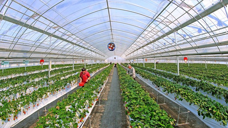 种植业保险如何投保？一亩保险费用解析**