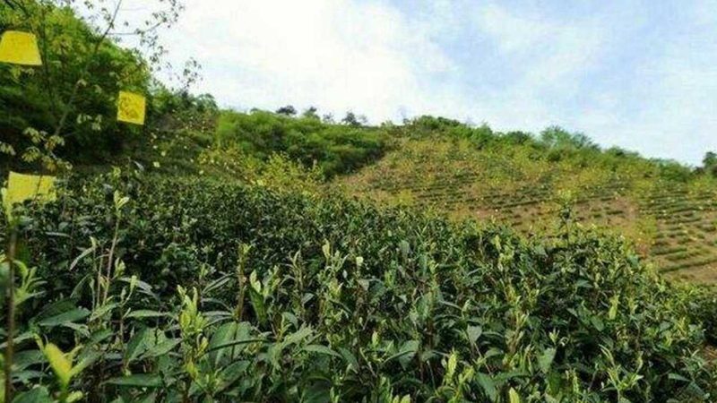 小型家庭农场加盟：如何选择合适的合作模式
