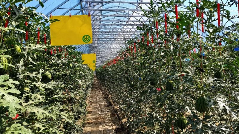 农产品电商平台服务规范：构建安全、高效的交易环境