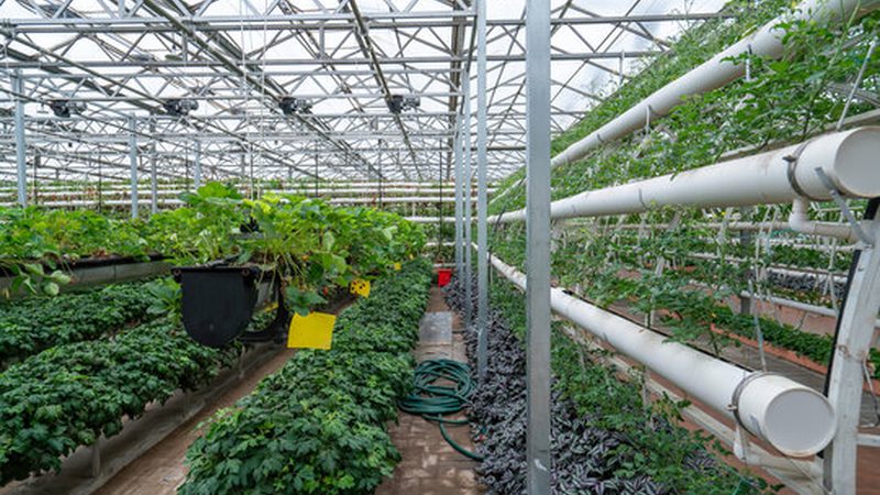 食堂有机蔬菜配送，不止是换一家供应商那么简单