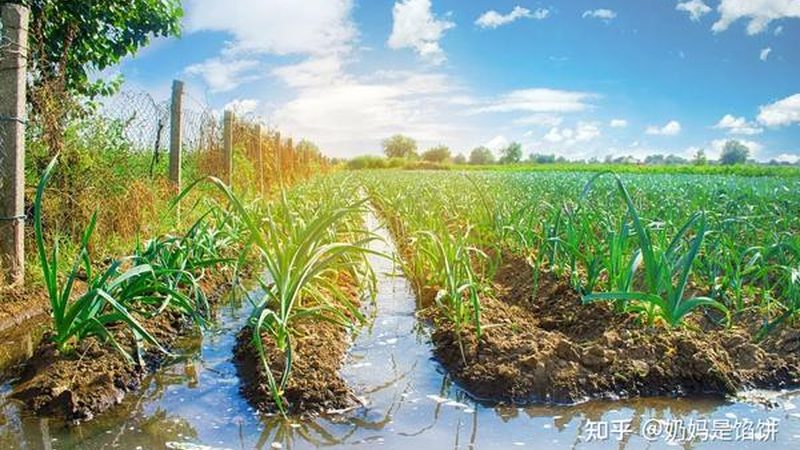 在批发粮食种子时，以下方法可以帮助我们辨别种子的优劣：