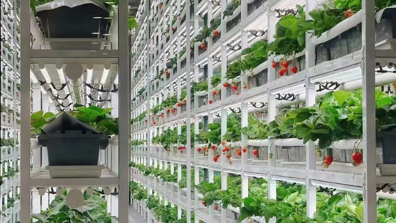 家庭食材配送：合作共赢，打造健康餐桌**